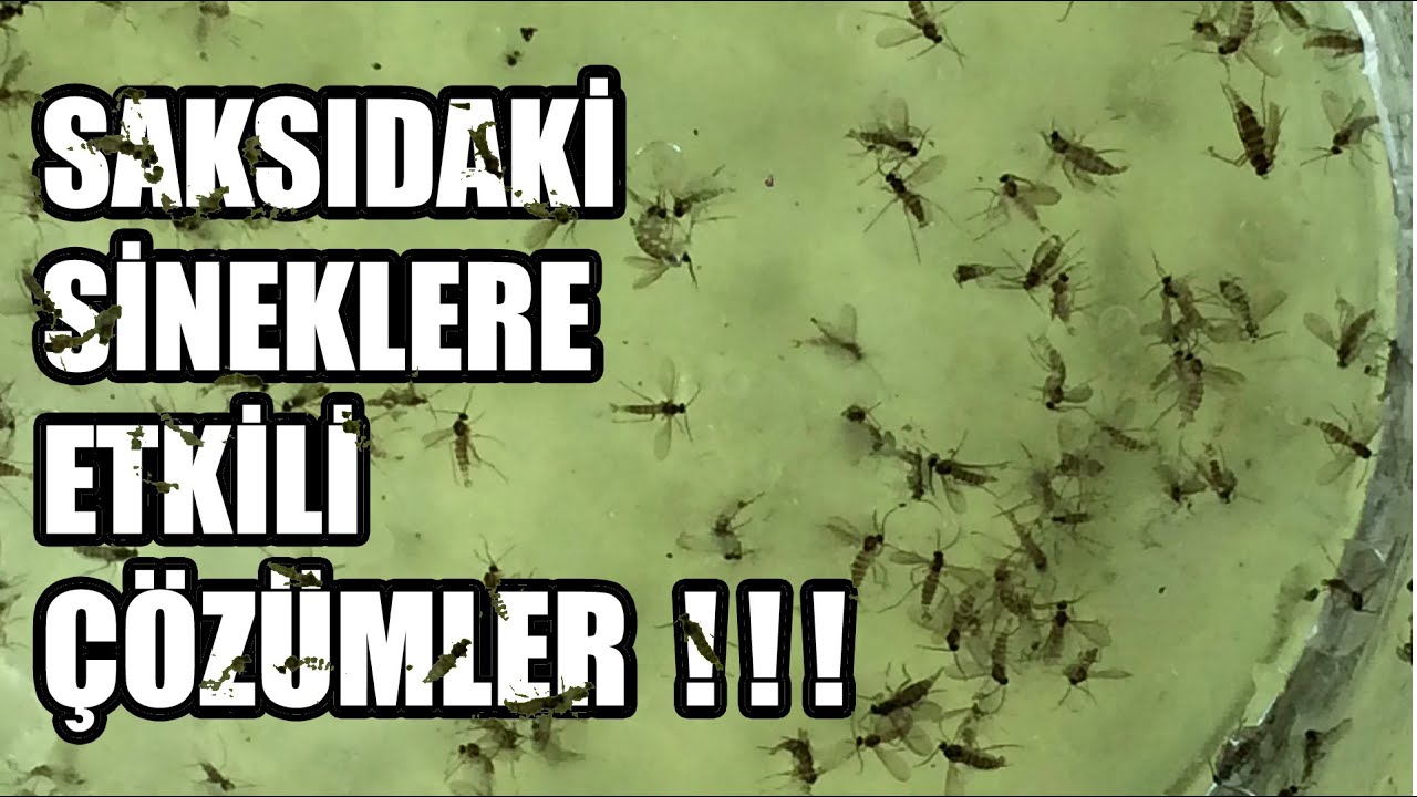 saksidaki kucuk siyah sineklerle mucadele sirke sinegi youtube