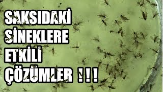 Saksıdaki Küçük Siyah Sinekler Ile Mücadele Sirke Sineği