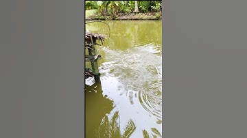 Câu Cá Tai Tượng Kéo Là Phê