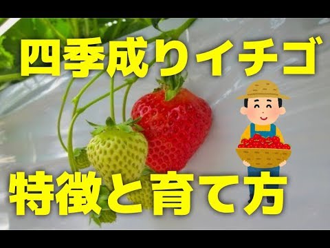 家庭菜園のいちご 四季成りイチゴの特徴と育て方を夏いちご栽培のプロが解説 Youtube