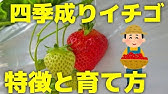 いちごを甘くする栽培方法とコツ10個をプロが解説 Youtube
