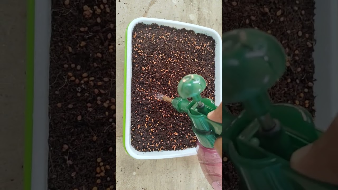 “The calm before the greens 🌱“Freshness starts here 🌱 | JK’s Trueleaf Microgreens”DM us 8825759872