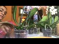 Riego de orquideas Phalaenopsis