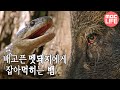 [MBC DMZ, THE WILD] - 배고픈 멧돼지에게 먹히고 마는 뱀 20170619