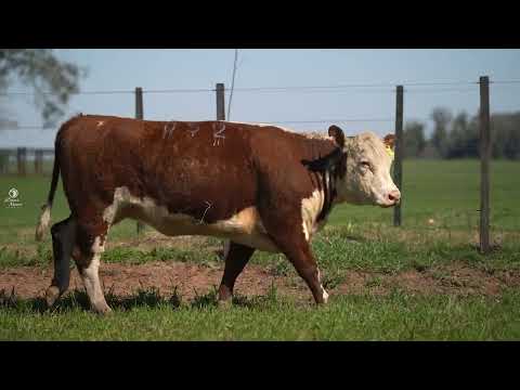 LOTE 3 NOVILHAS HEREFORD TAT   052
