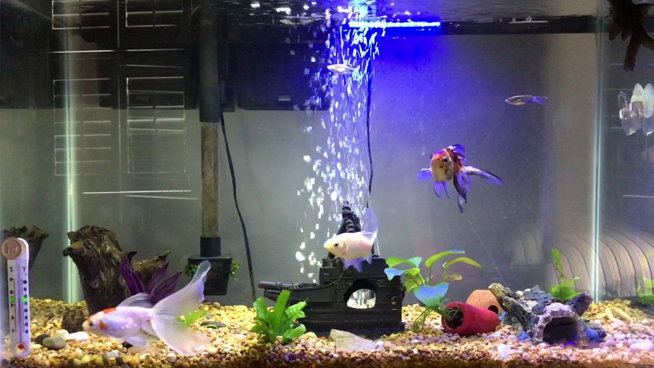 29 Gallon Gold Fish Aquarium YouTube 29 Gallon Gold Fish Aquarium YouTube