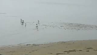 Filming At The Beach Siuslaw North Jetty, Pt 5