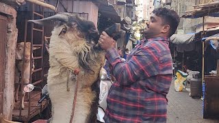 IMP Bakre At GK Goat Farm Mumbai | King Of Boer Goats | Sanean & Kashmiri Goats.