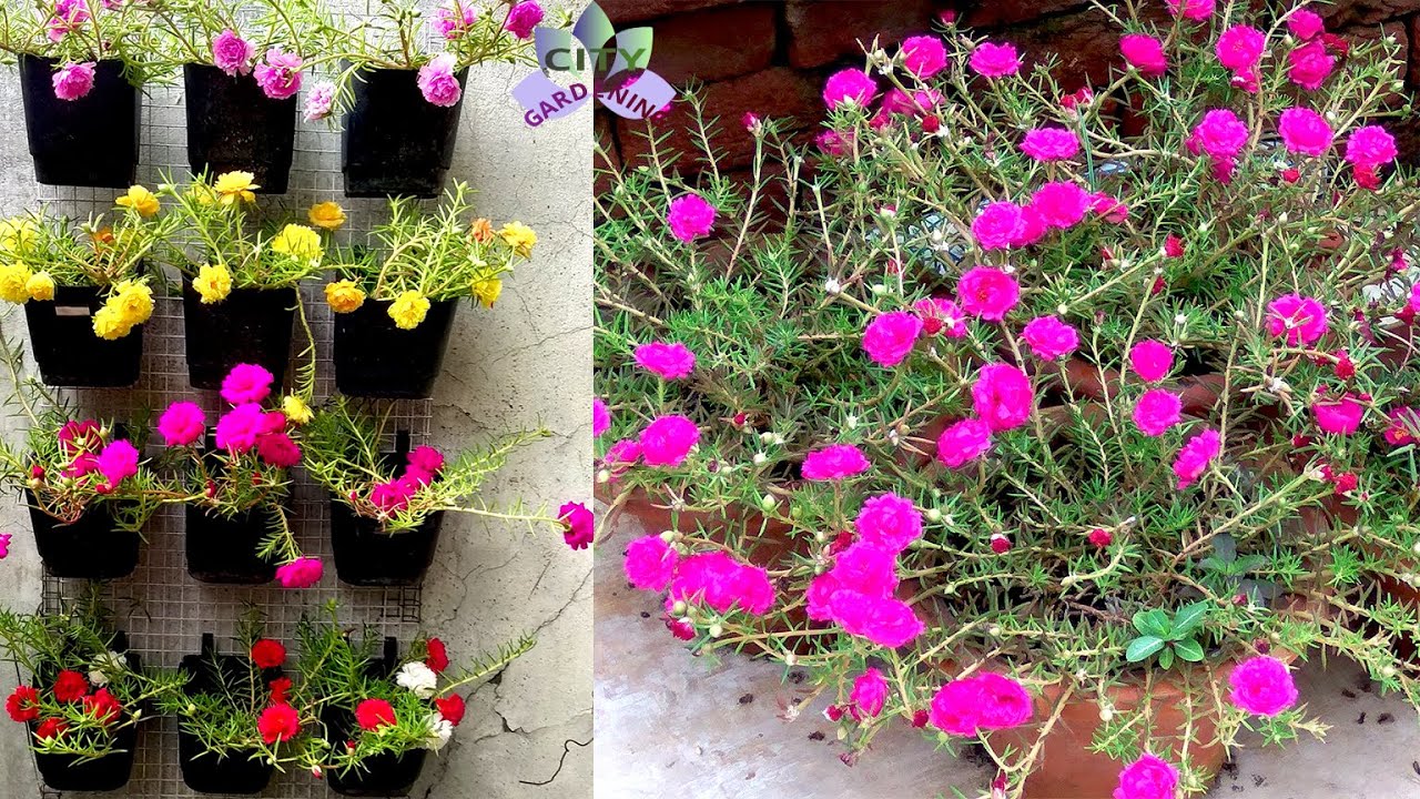 Brighten Up The Summer With Colorful Portulaca 10 O Clock Youtube