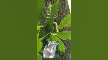 Could this be a mature American chestnut?! #trees #nativeplants