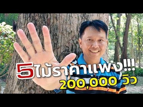วีดีโอ: ต้นสนเติบโตในเอเชียหรือไม่?