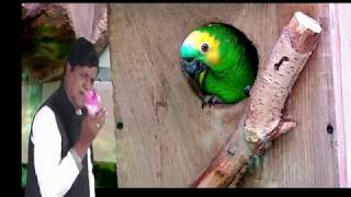 O Bangaru Rangula Chilaka Thota Ramudu 2016 TELUGU Remix Sung by MSRK