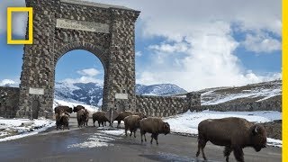 Yellowstone Like You’ve Never Seen It | National Geographic