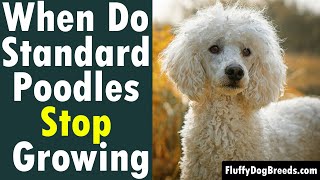 When Do Standard Poodles Stop Growing: An Overview of Poodle Growth from Puppy to Adult