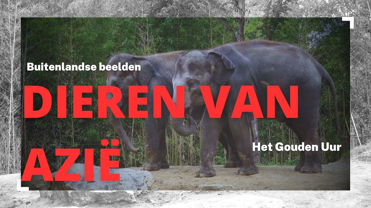Dieren van Azië | Rustgevende natuurbeelden met ontspannende muziek | Buitenlandse Beelden