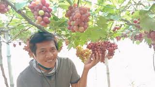 grape picking (Bauang La union)330 pesos only grabe sulit....