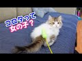 【猫】ずっとコロタは男の子と思ってましたが、もしかして女の子？