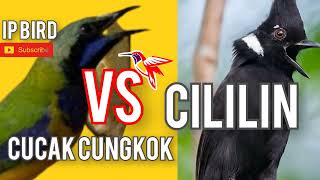 Suara Masteran Burung cucak cungkok Kunti vs cililin gacor jernih mp3 murai batu Kacer cucak hijau