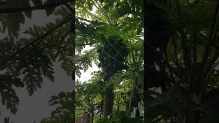 # mountain papaya#shortvideo