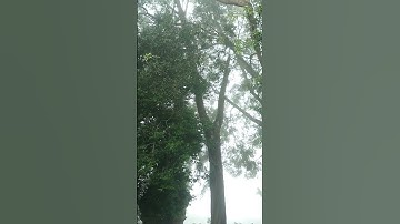 JUMPRIT SAAT HUJAN #wisata #kabut #foghunter #temanggung #hujan #rainsounds #videoshort #jalan