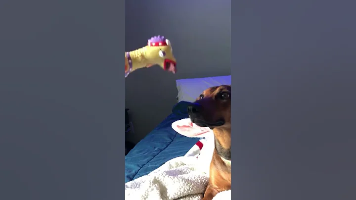 A PlayDate With Ellie - The Weiner Dog