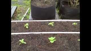 Pittman's Pumpkin Patch Garden Patch 2014 Part 3