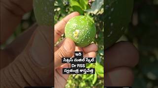 Citrus mussel Scale |ఇవి సముద్రపు గవ్వ ఆకారం లో ఉండి | నొక్కినపుడు ఎర్రటి ద్రవం వస్తుంది.Dr RSS