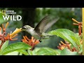 Why Do Hummingbirds Hover? | Nat Geo Wild