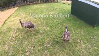 A Flight Over Our Emu Farm