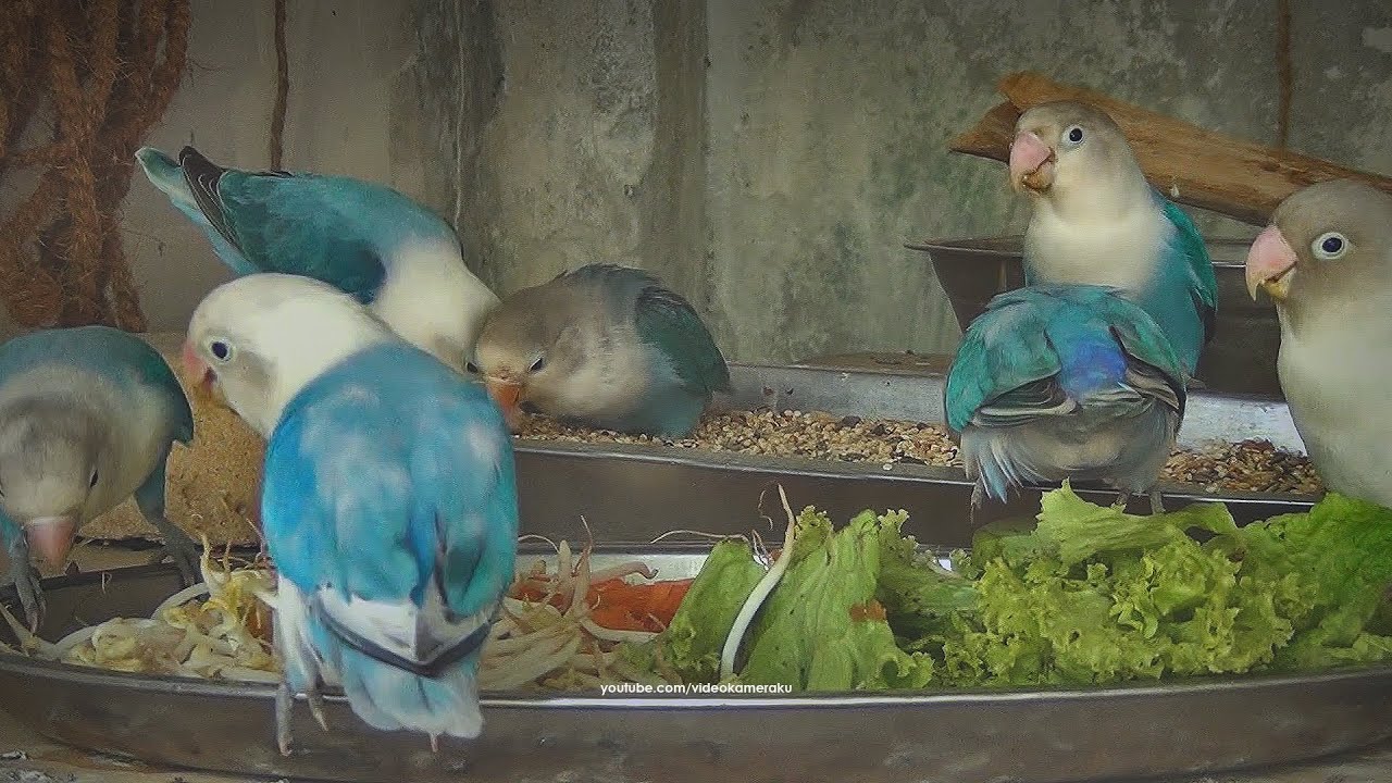 Lovebird House: End of January 2026