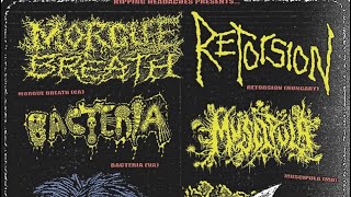 BACTERIA 🦠 - YouTube