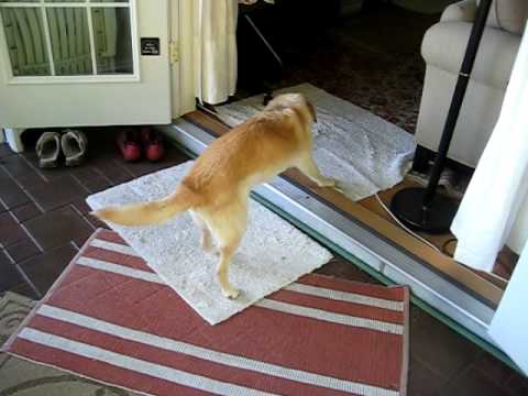 Can Vestibular Disease Cause Seizures In Dogs Can Vestibular Disease Cause Seizures In Dogs