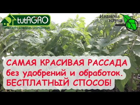 БЕЗ УДОБРЕНИЙ И ОБРАБОТОК. Рассада будет крепкой, толстой и даст отличный урожай!