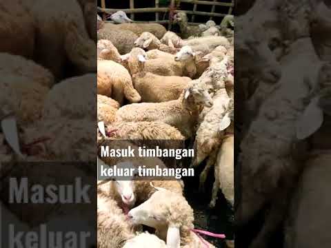 OPEN KEMITRAAN PENGGEMUKAN