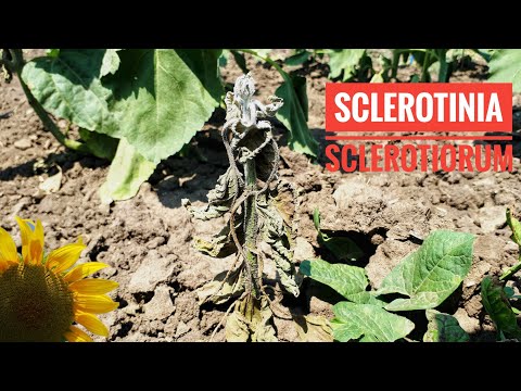 Video: Putregaiul Cenușii De Floarea Soarelui