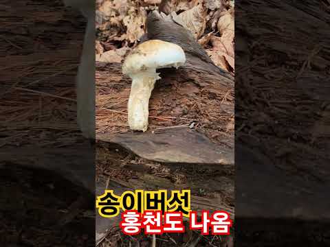 송이버섯 <strong>산행</strong> 홍천도 나옴
