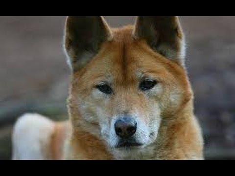 Video: Raza De Perro Dingo Hipoalergénico, Salud Y Vida útil
