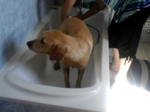 likan mon chien dans la benoire youtube