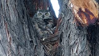 I believe we see the baby owl briefly   Green Valley AZ 05072026
