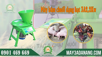 Máy băm cây chuối dạng hạt 3A2,2Kw || máy thái chuối cho gà