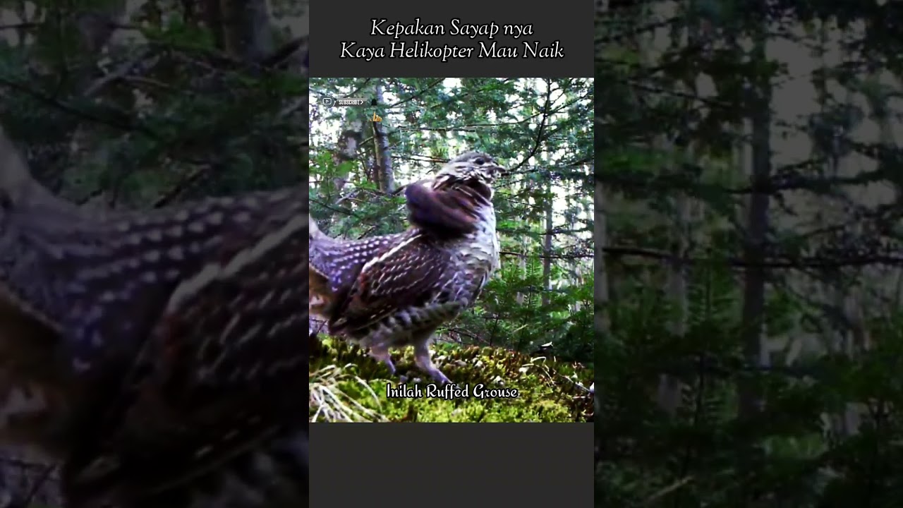 Kepakan sayapnya kaya helikopter mau naik,