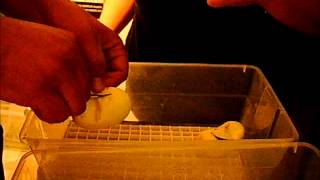 Ball Python egg cutting Pied x Het. Pied 2015