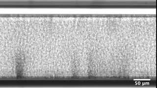 Collective motion in  magnetotactic  bacteria