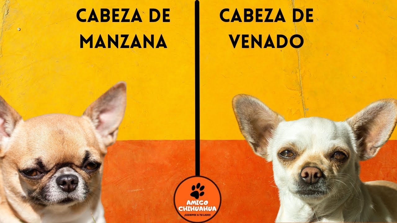 Chihuahua de cabeza de venado