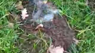 explosion off cow shit and hits camera