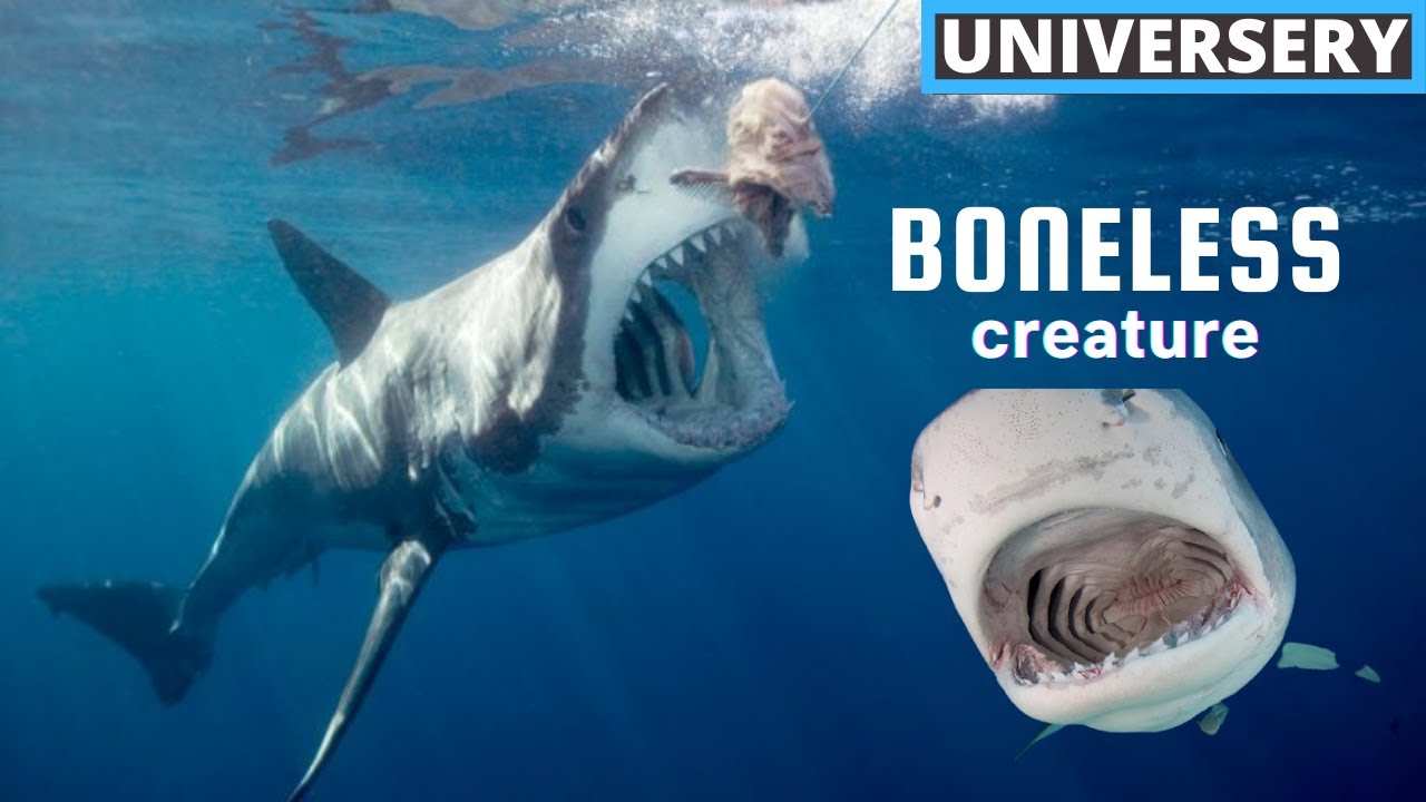 Do Sharks Have Bones? + 8 More Amazing Facts About Sharks