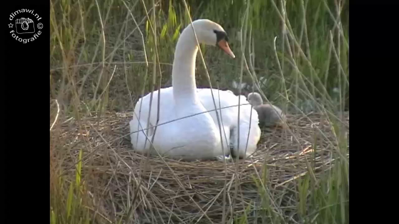Broedende Zwanen   /    Breedings Swans
