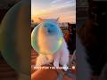 Cat Blows a Giant Bubble… Then Chaos Happens 😂🐱