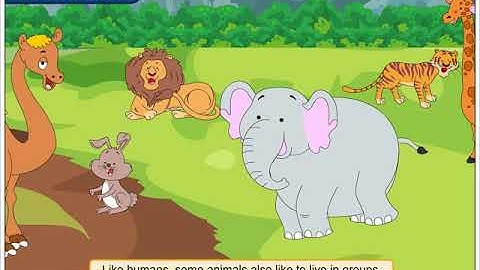 Group Behaviour in Animals | Environmental Studies Class 4