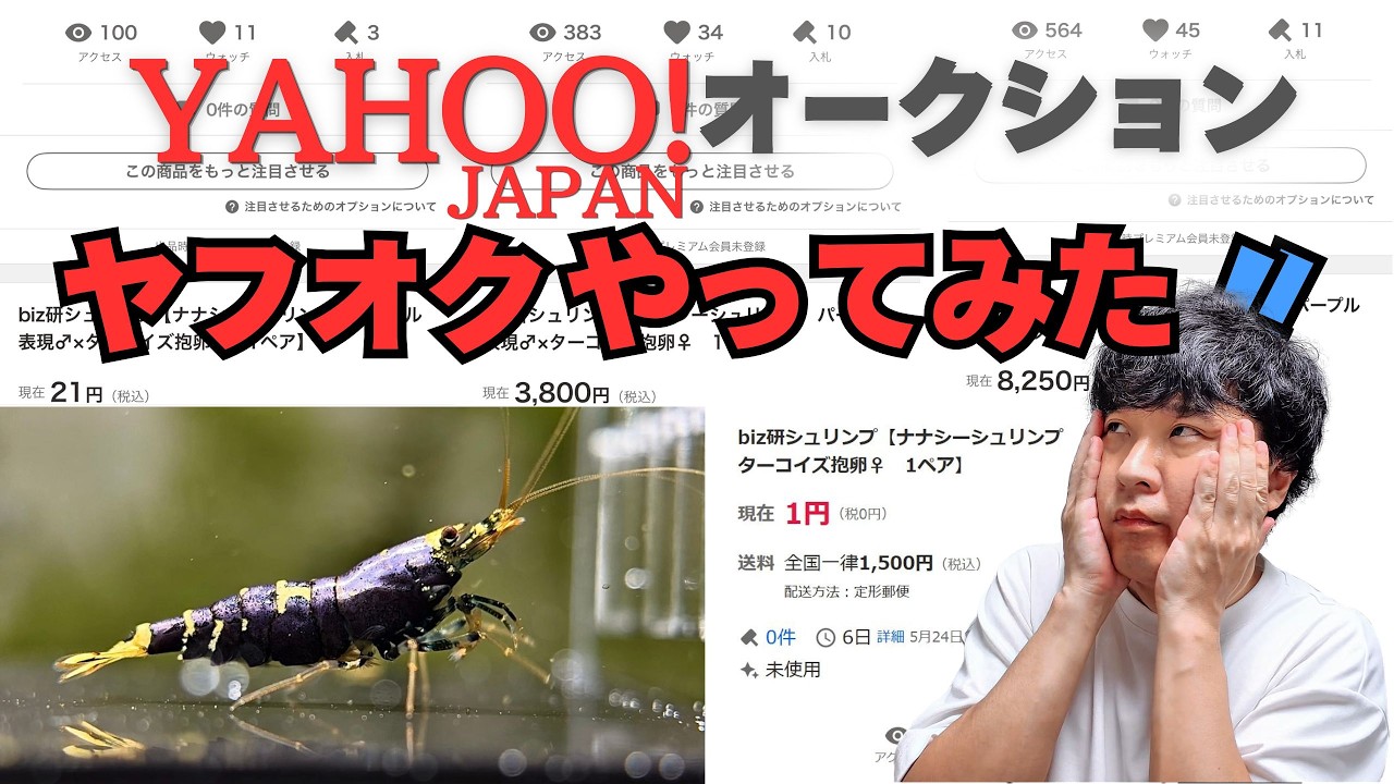 シュリンプ【ヤフーオークション】シュリンプといえばヤフオク
